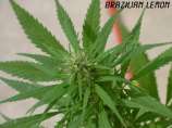 Brazilian Lemon strain photo