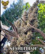 NFSHEEEESH strain photo