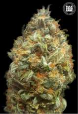 Auto Original Orange Bud strain photo