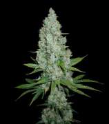 Auto Amnesia Lemon strain photo