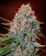 Double Jack strain photo