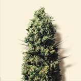 The Ultimate strain photo