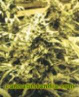 Chirimoya strain photo