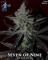 Seven of Nine strain photo