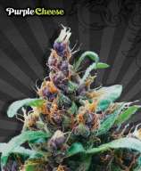 Purple Cheese strain photo