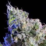 Huckleberry strain photo