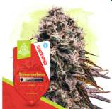 Strawberry Cough Automatic strain photo