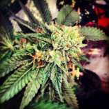 Berry OG Kush strain photo