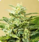 Advanced Seeds - Low Girl strain photo