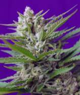 Sweet Seeds - Speed Devil #2 strain photo