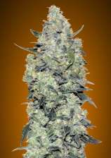 Auto Critical Mass strain photo