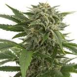 Bubblegum OG Kush strain photo