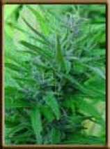 Master Kush strain photo