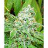 Sweet Pink Grapefruit BX strain photo