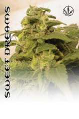 Sweet Dreams strain photo