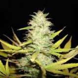 Auto Peace Keeper strain photo