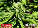 High Mass strain photo