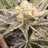 Baby Breath strain photo