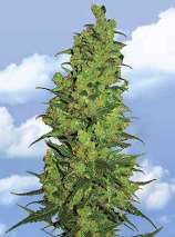 Temple Haze strain photo