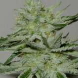 Fat Man strain photo