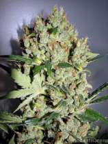 White Diesel strain photo