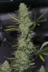 TGA Subcool Seeds - Galactic Jack strain photo