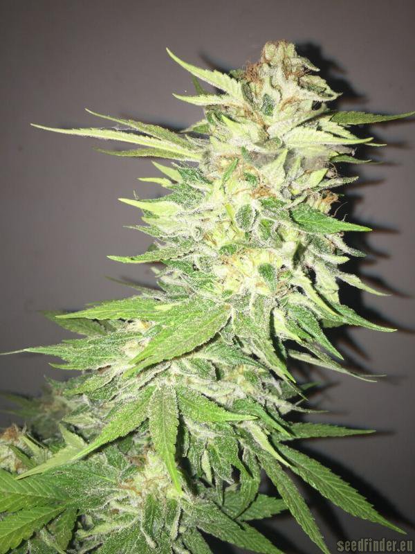 SoCal Master Kush strain photo
