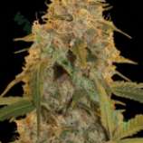 Bulk Seed Bank - Chocolope strain photo