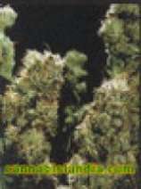 Siam Delight strain photo