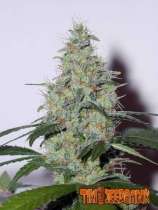 Tiki Seedbank - Bambata strain photo