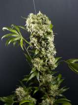 Sputnik strain photo