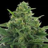 Speed Ryder #2 strain photo