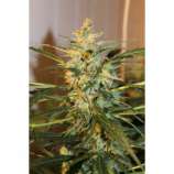 Dispensario Seeds - Auto Relax strain photo