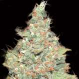 Auto Wembley strain photo