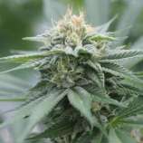 91 Dragons strain photo
