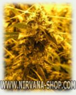 Citral strain photo