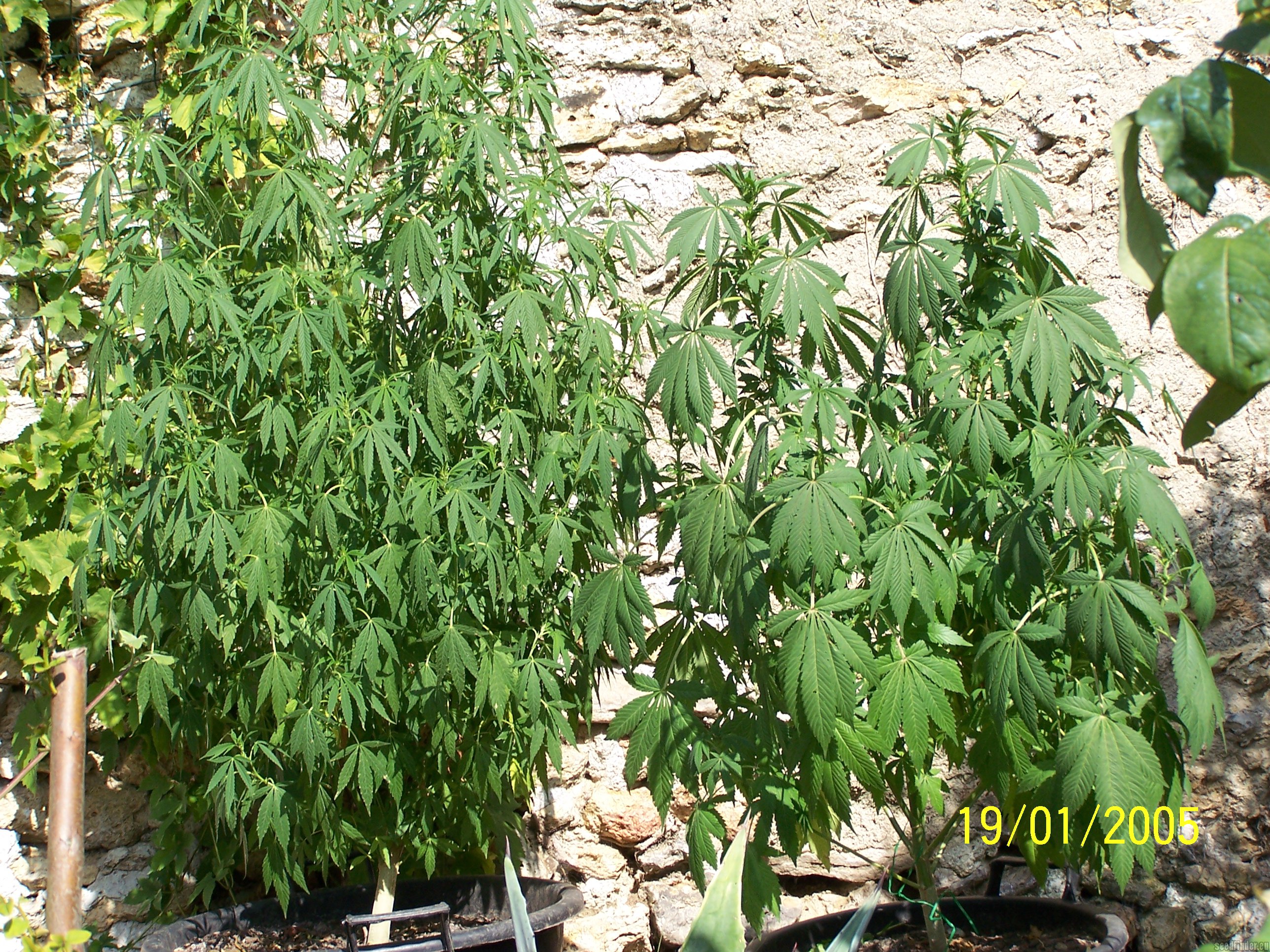 Trance strain photo