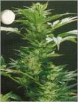White Skunk strain photo