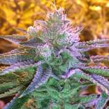 Gage Green Genetics - Precious Child strain photo