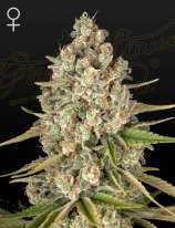 Lost Pearl strain photo