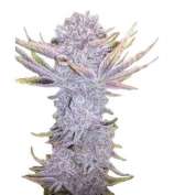 Sunset Sherbet strain photo