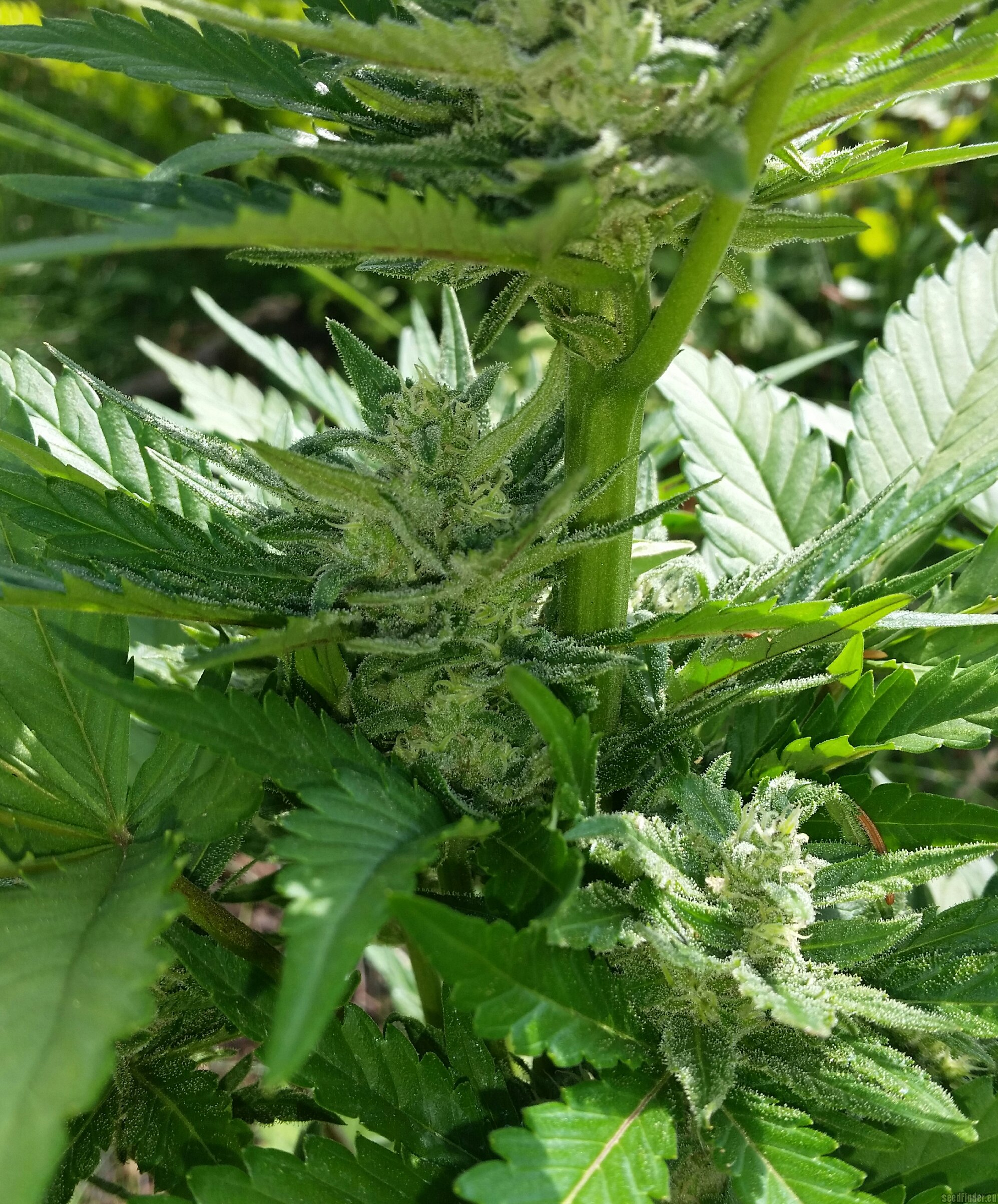 Sweet Cheese Auto strain photo
