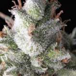Ramses strain photo