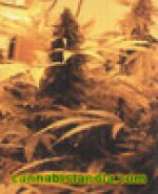 Indica Delight strain photo