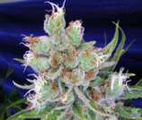 Space Queen strain photo