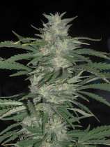 Nepalese Jam strain photo