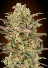 Somango Glue strain photo