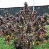 Runaway Bride strain photo