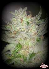 WhiteNightmare strain photo