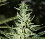 Somali Taxi Ride strain photo
